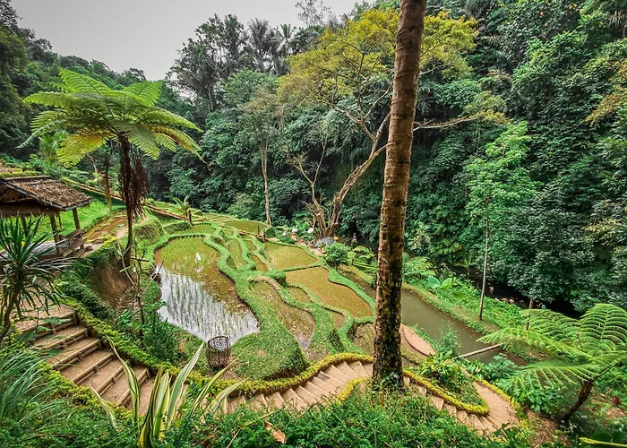 Country Side Northern Ubud